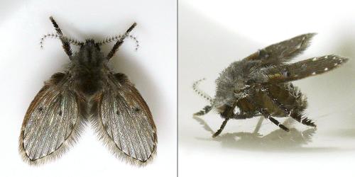 Clogmia albipunctata
